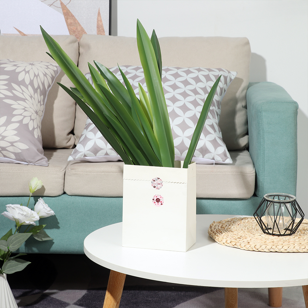 Perlengkapan pesta kualitas ti - Snake Plant ulasan dan harga