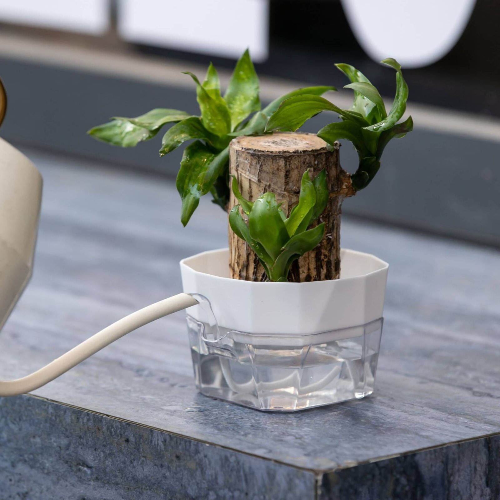 Vas Bunga Hidroponik Desain 2  - Plant Pot ulasan dan harga
