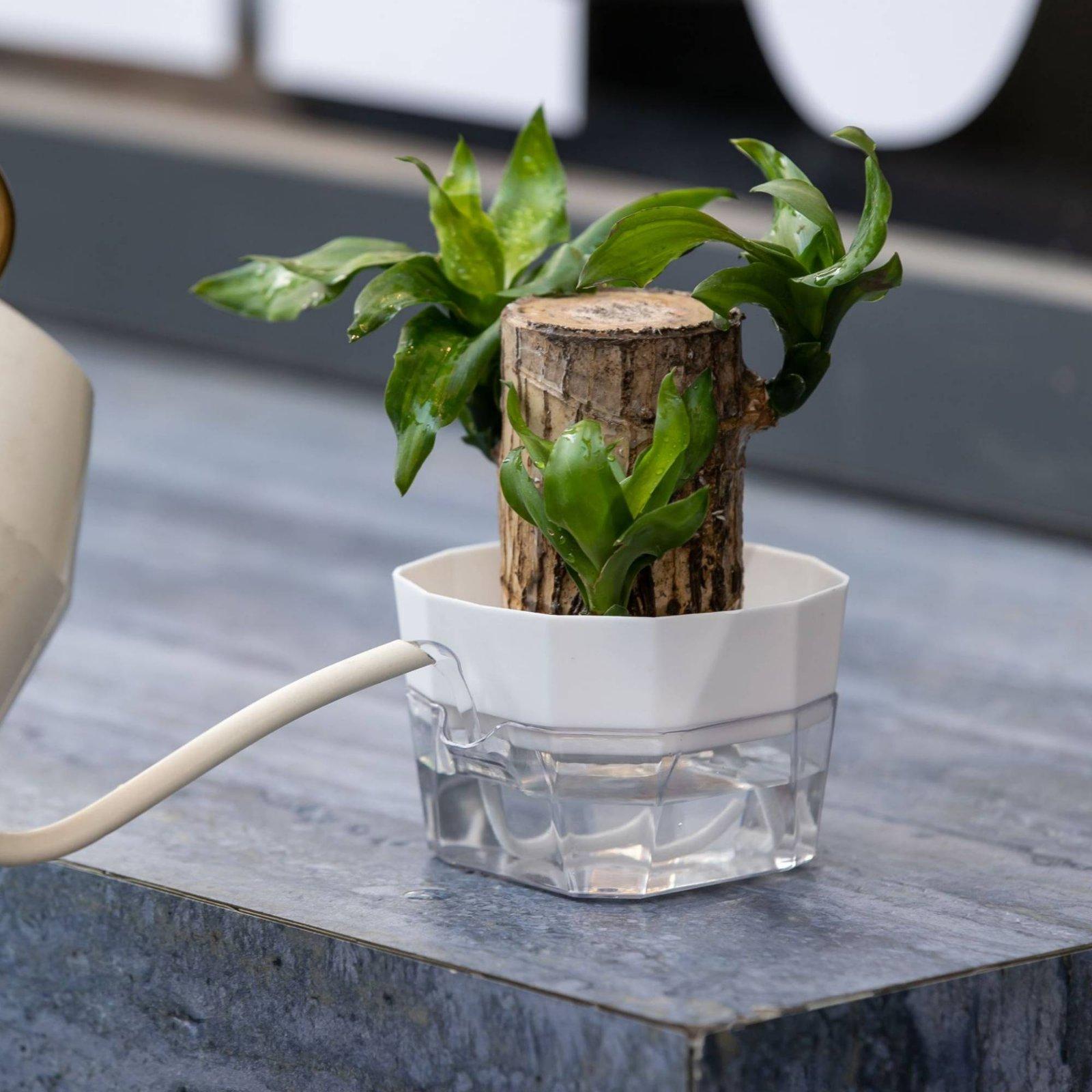 Vas Hidroponik Dua Lapis Penye - Indoor Plants ulasan dan harga