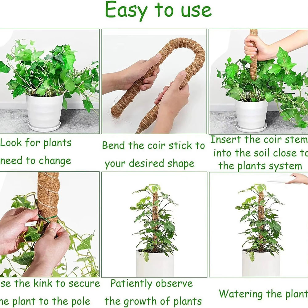 Tongkat Penyangga Tanaman Kela - Pothos ulasan dan harga