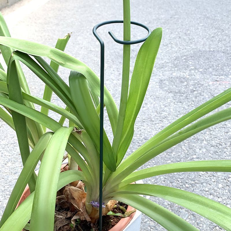 1-10 Buah Tempat Semak Tanaman - Plant Support Stake ulasan dan harga
