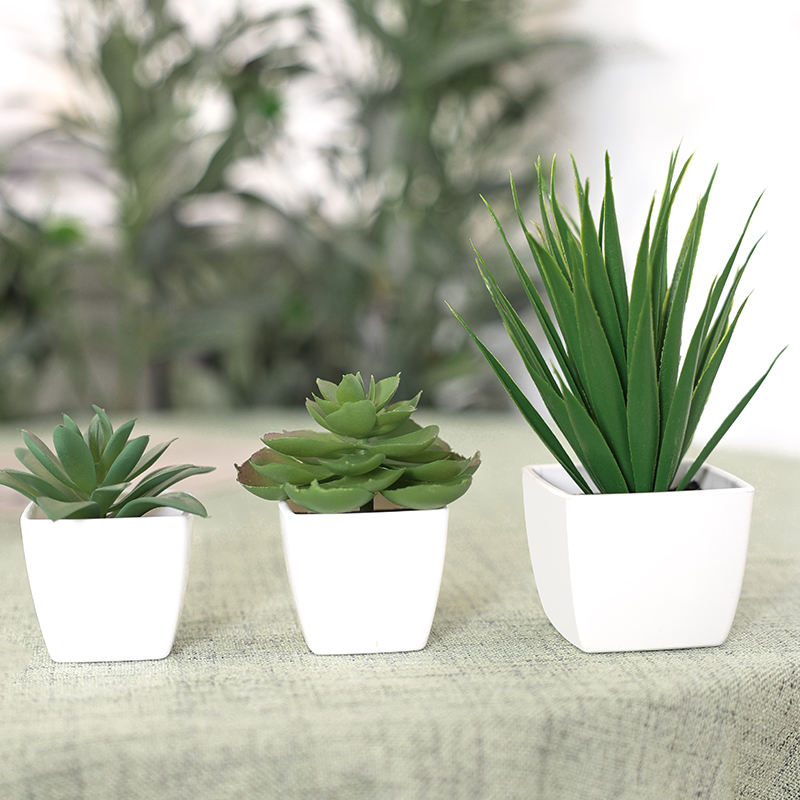 Bonsai tanaman Evergreen buata - Succulent Set ulasan dan harga