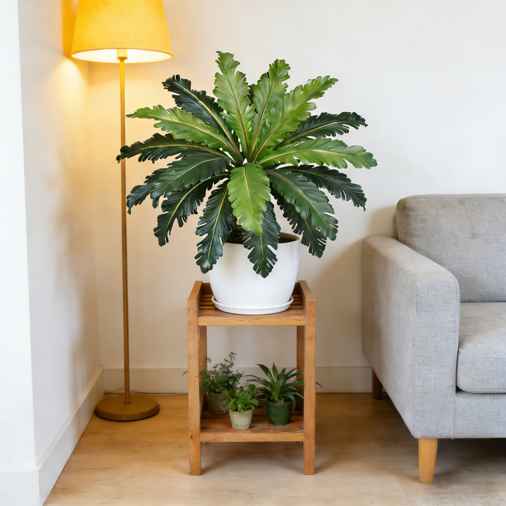 Daun Persia Palsu Tropis 45-50 - Snake Plant ulasan dan harga
