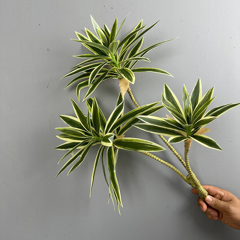 Tanaman Hijau Simulasi 3 Tangk - Snake Plant ulasan dan harga