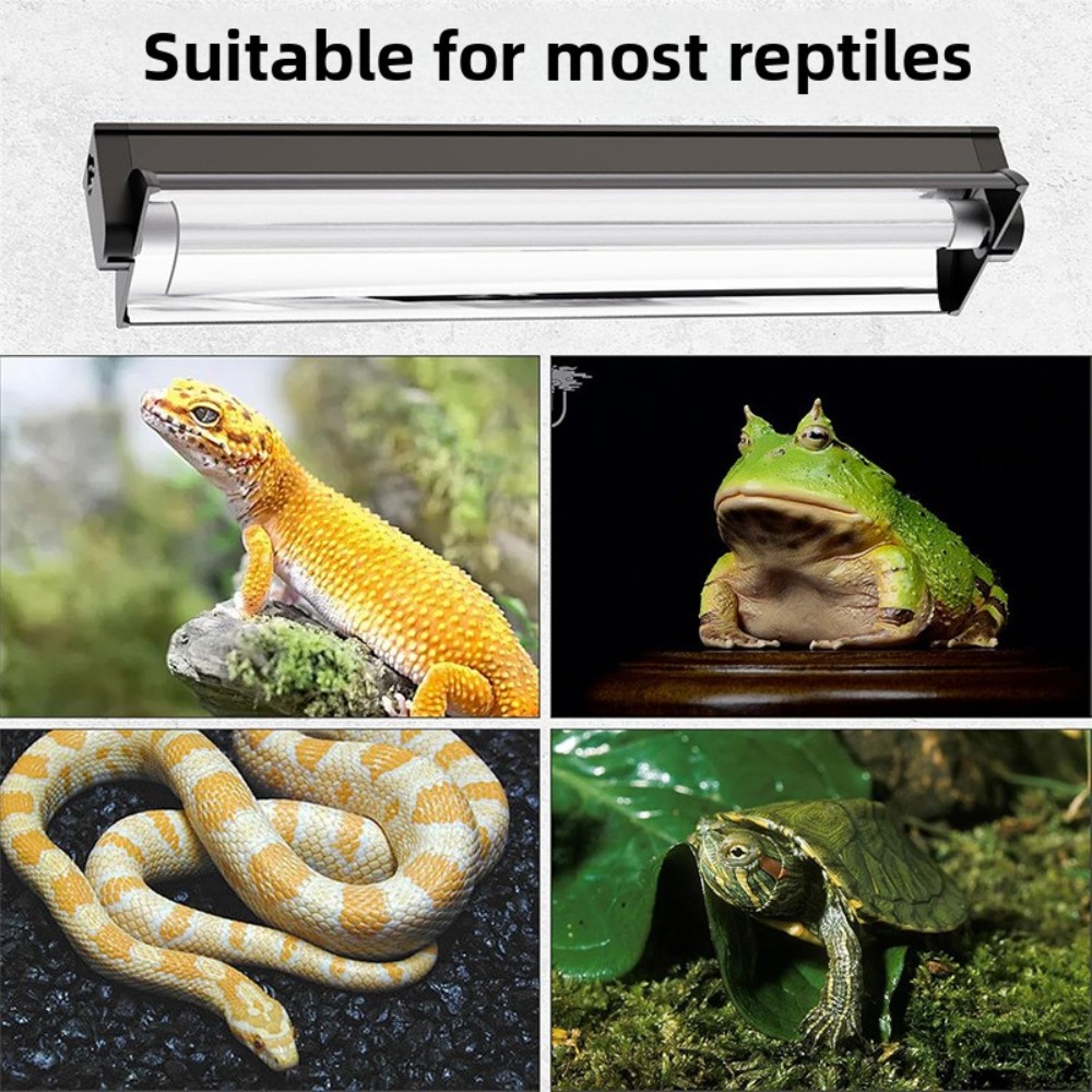 Lampu LED Terarium Tanaman dan - Snake Plant ulasan dan harga