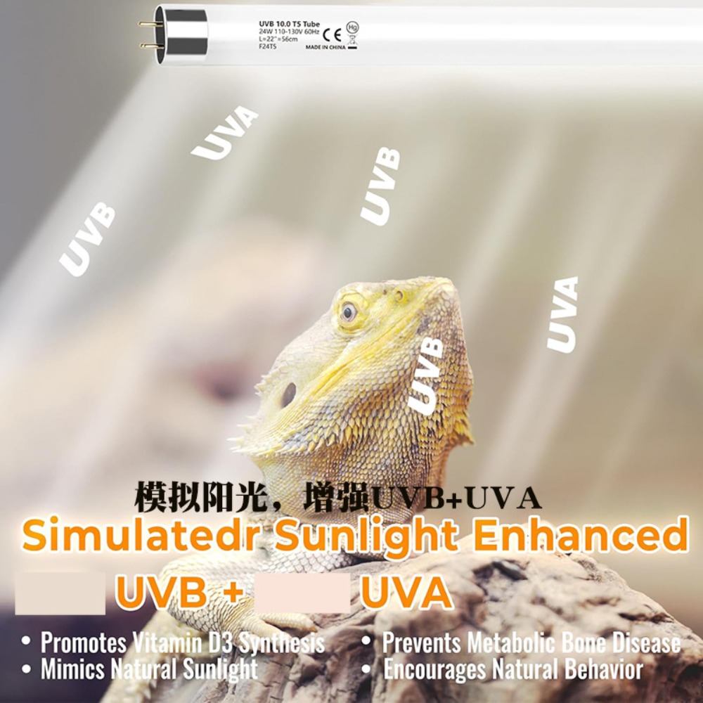 Lampu LED Terarium Tanaman dan - Snake Plant ulasan dan harga